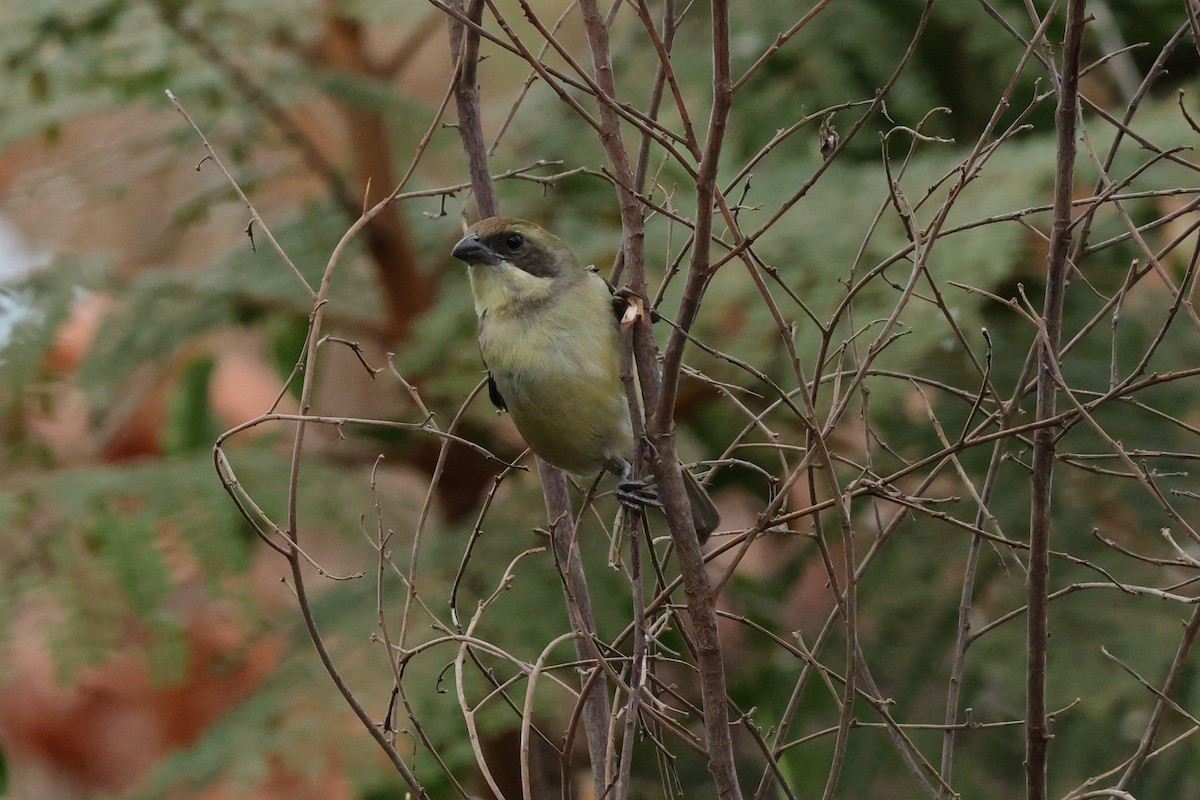 White-banded Tanager - ML632398110