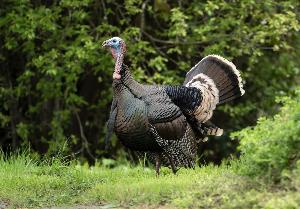 krocan divoký - ML632398204