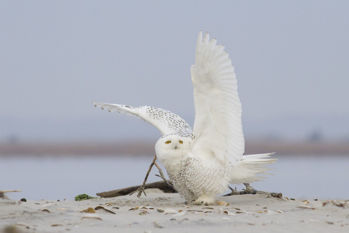 Snowy Owl - ML63239821