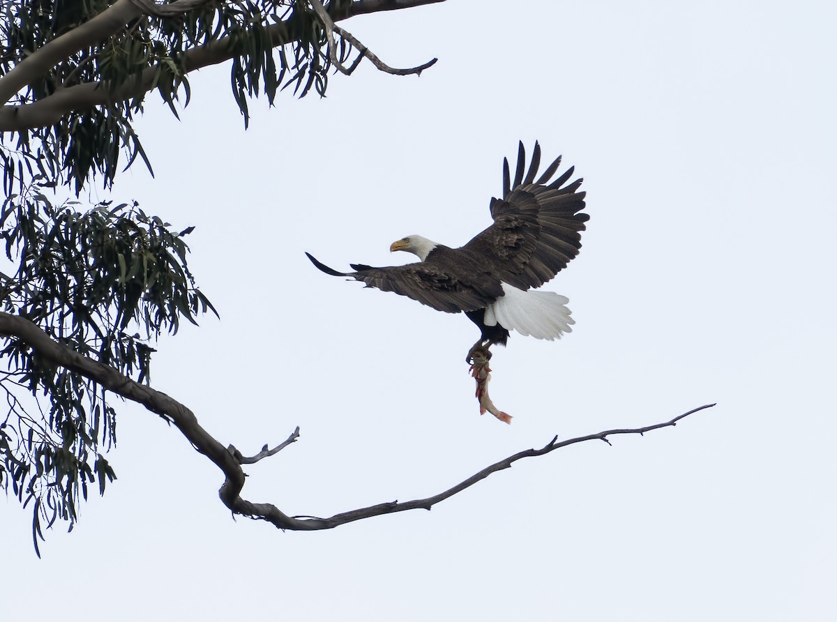 orel bělohlavý - ML632398210