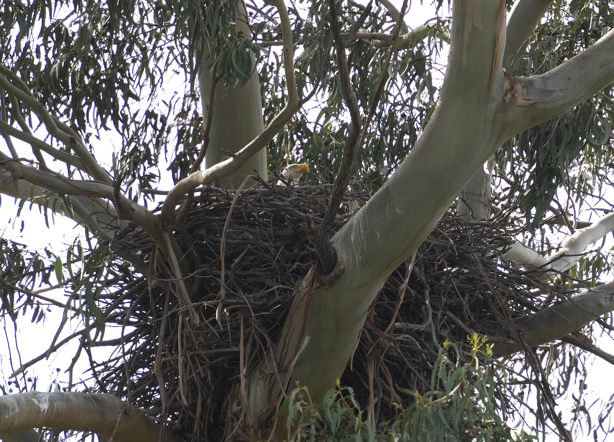 orel bělohlavý - ML632398218