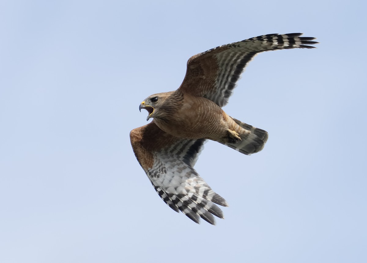 káně páskovaná - ML632398223