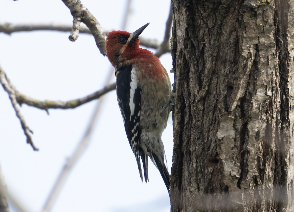 datel červenoprsý - ML632398228