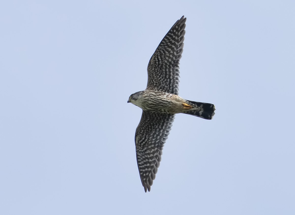 dřemlík tundrový - ML632398238