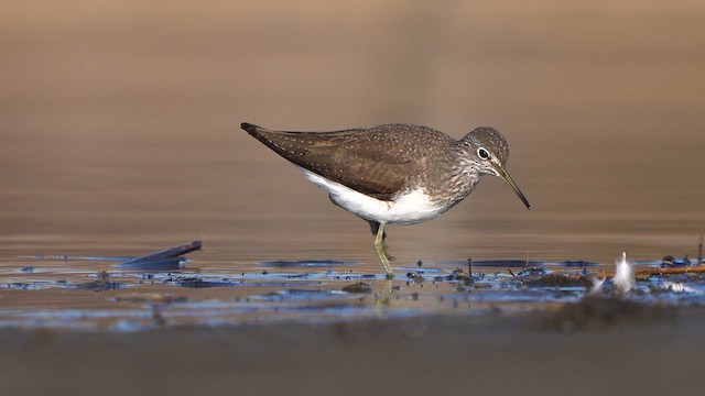 Green Sandpiper - ML632398239