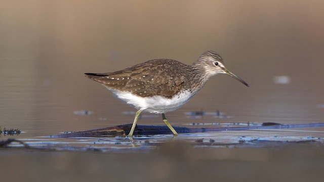 Green Sandpiper - ML632398241