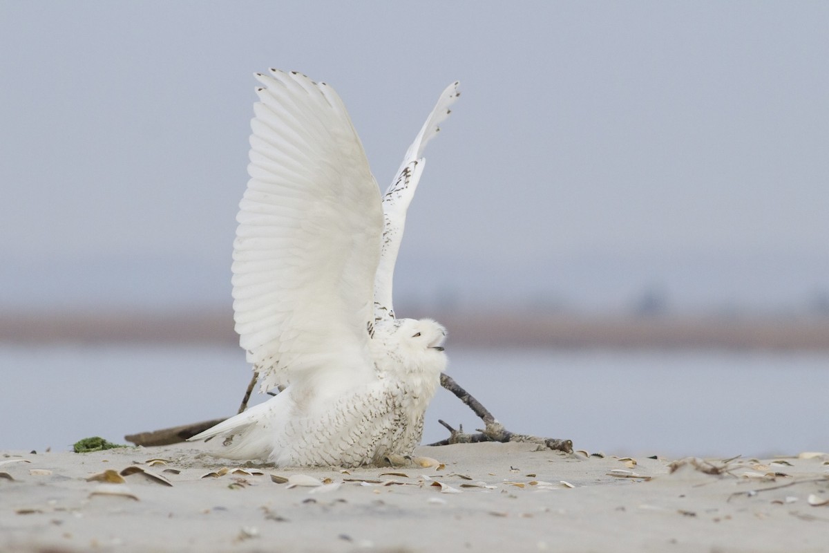 Snowy Owl - ML63239831