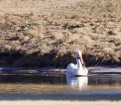 American White Pelican - ML632398349