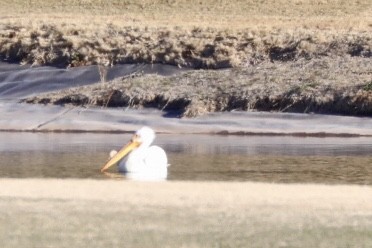American White Pelican - ML632398350