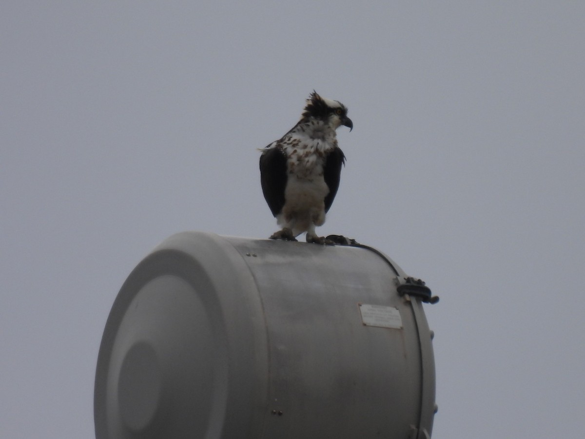 Osprey - ML632398398