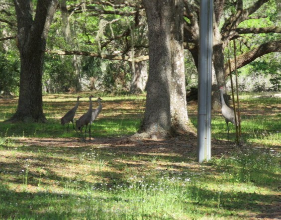 Sandhill Crane - ML632398422