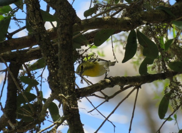 Yellow-throated Vireo - ML632398449