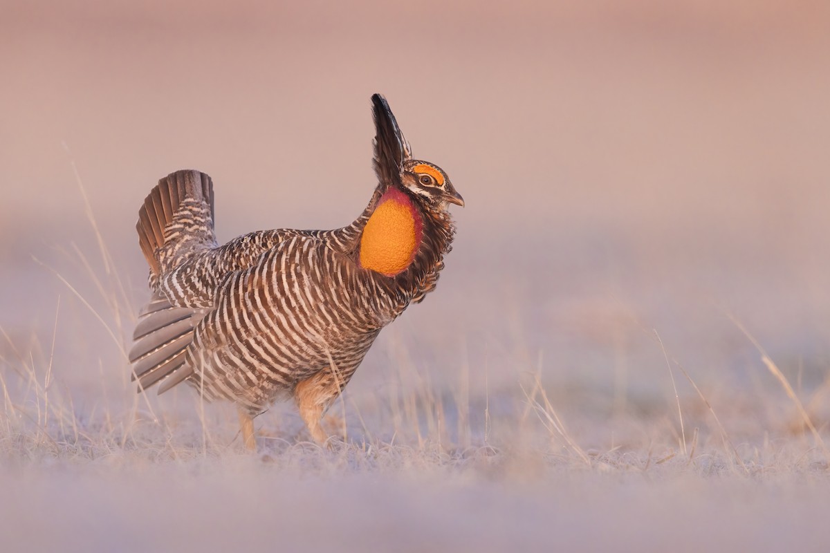 Greater Prairie-Chicken - ML632398453