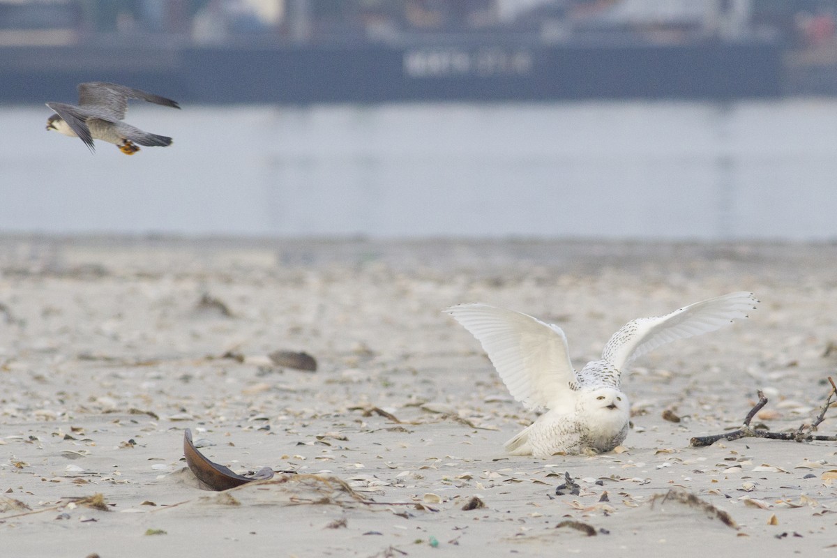 Snowy Owl - ML63239851