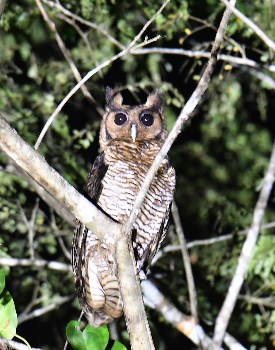 Fraser's Eagle-Owl - ML632398523