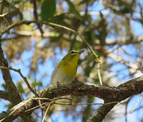 Yellow-throated Vireo - ML632398531