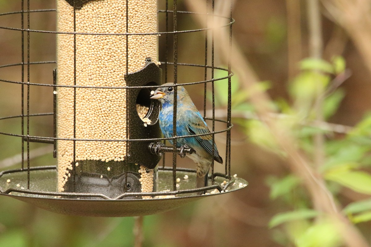 Indigo Bunting - ML632398576