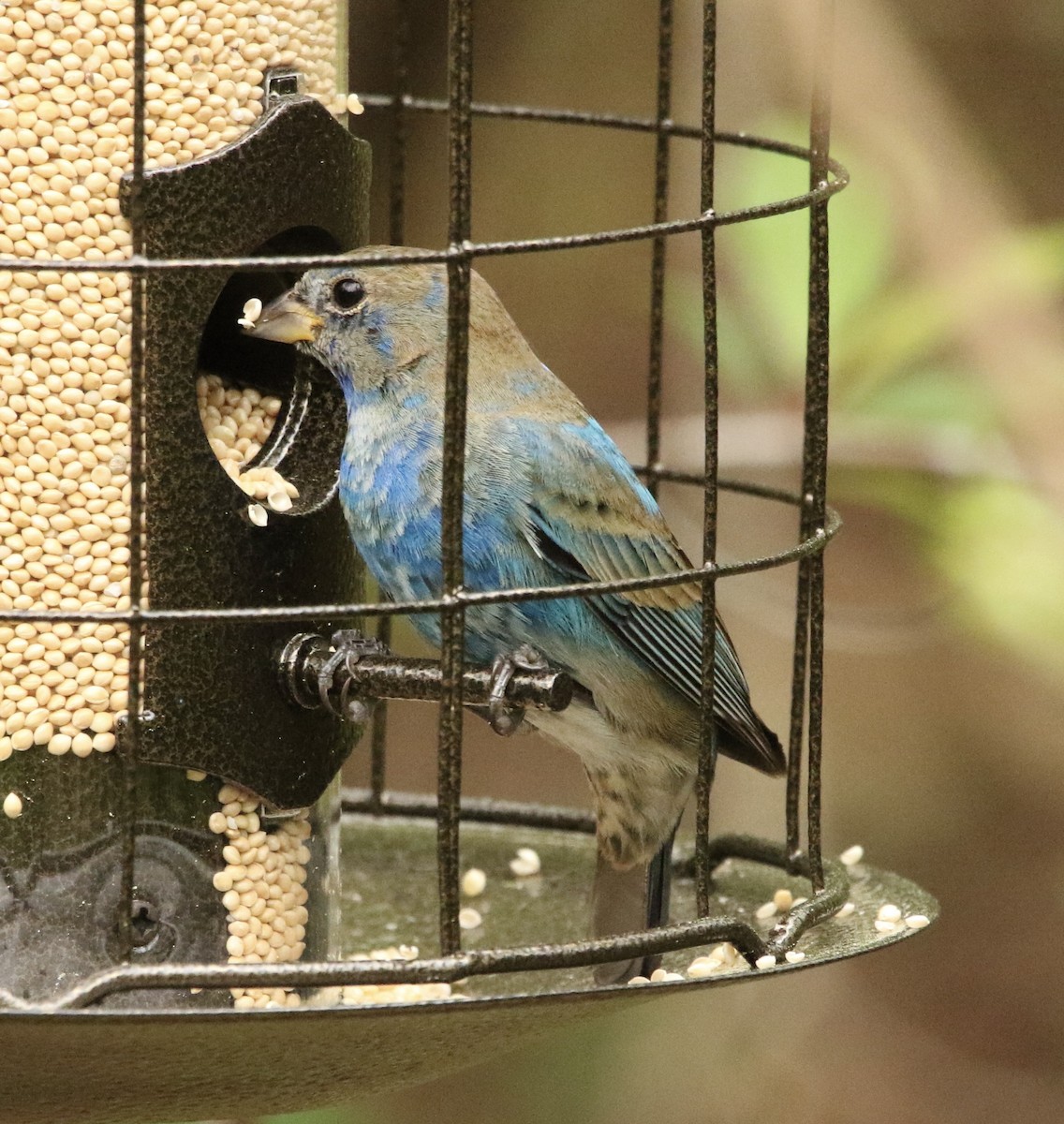 Indigo Bunting - ML632398580