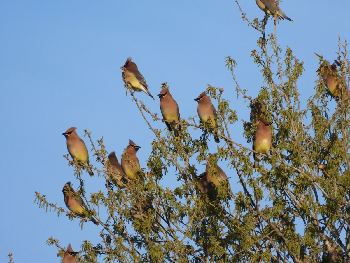 Cedar Waxwing - ML632398591