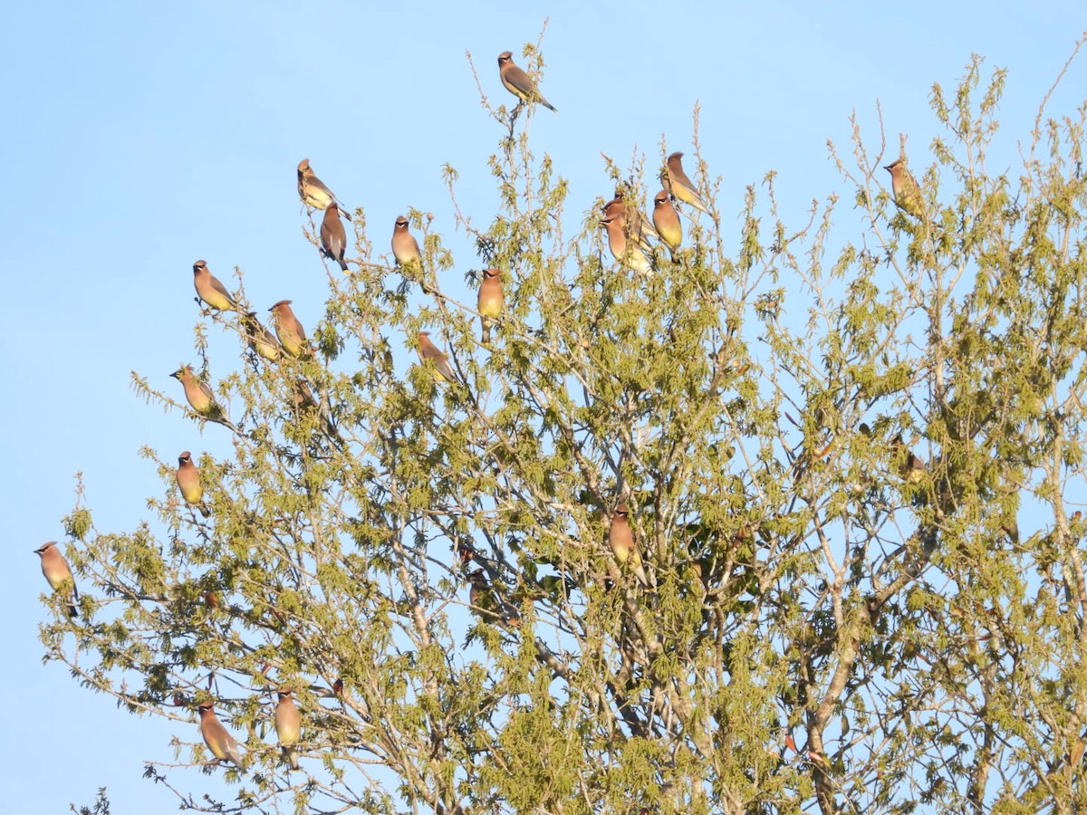 Cedar Waxwing - ML632398592