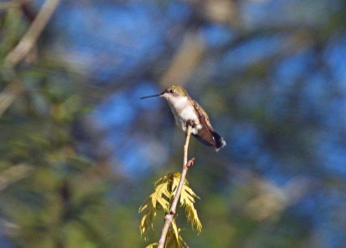 Ruby-throated Hummingbird - ML632398713