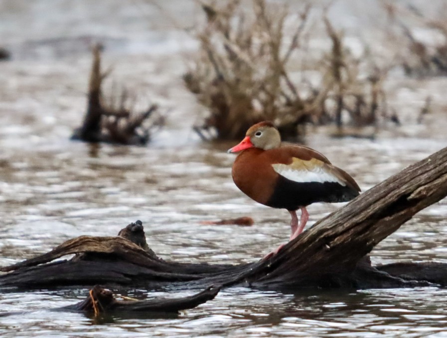 Black-bellied Whistling-Duck - C Schneck