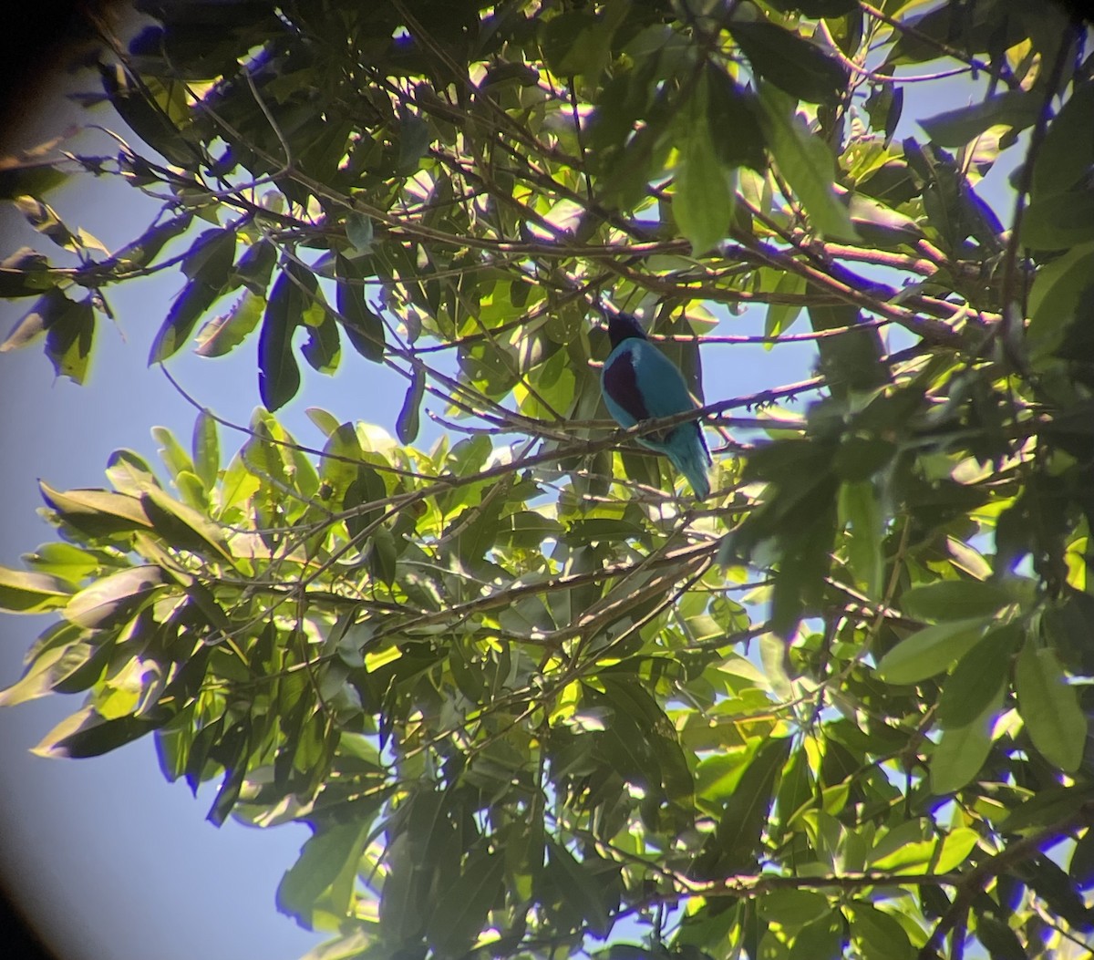 Lovely Cotinga - ML632399060