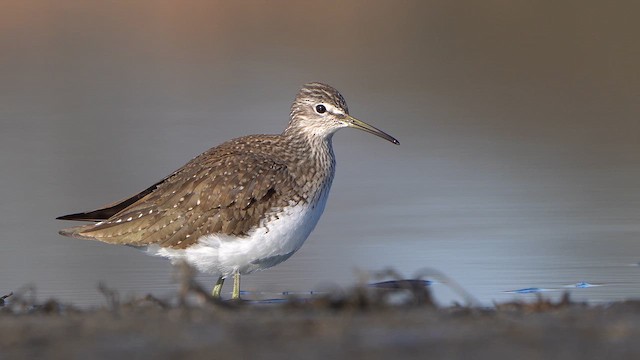Green Sandpiper - ML632399251