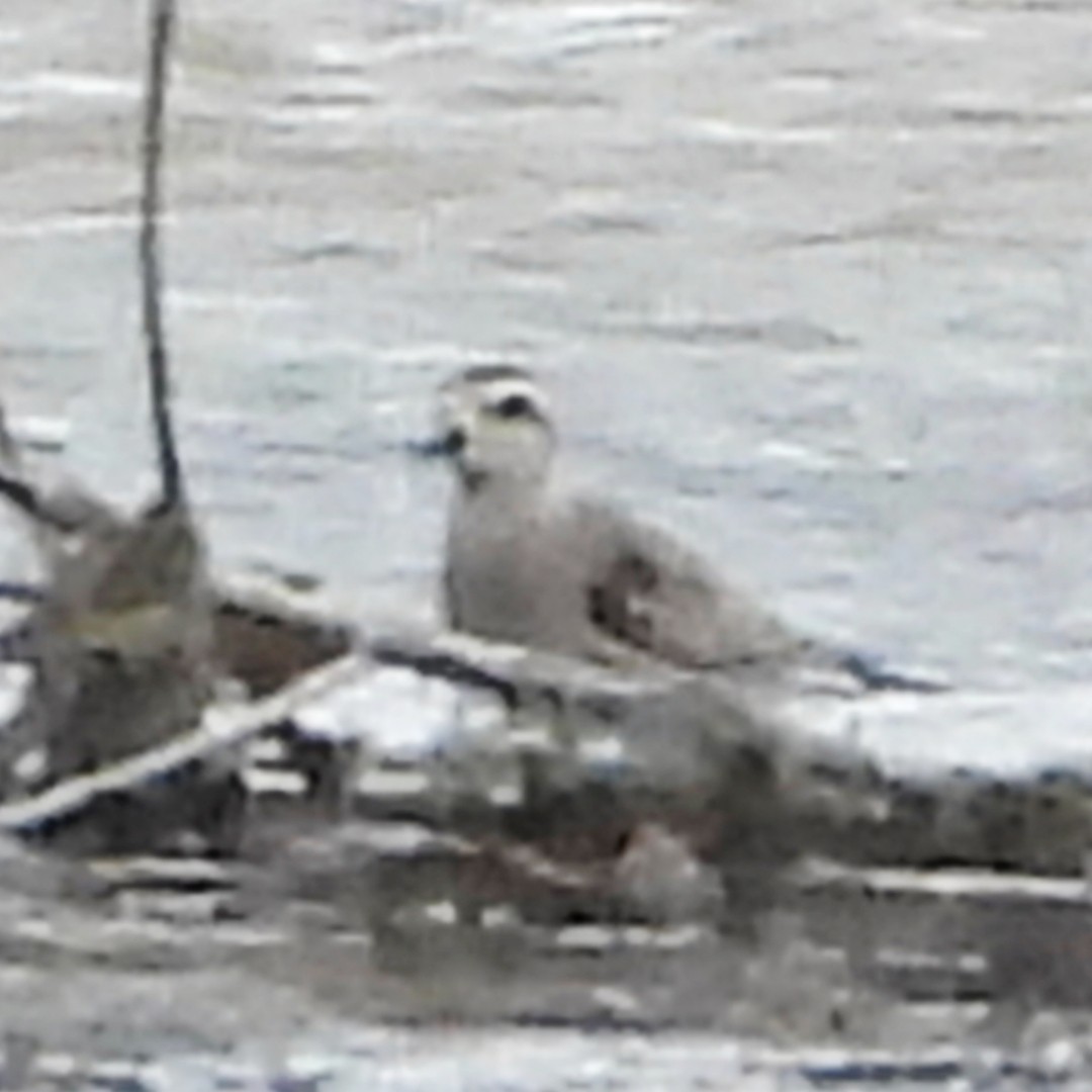 American Golden-Plover - ML632399256