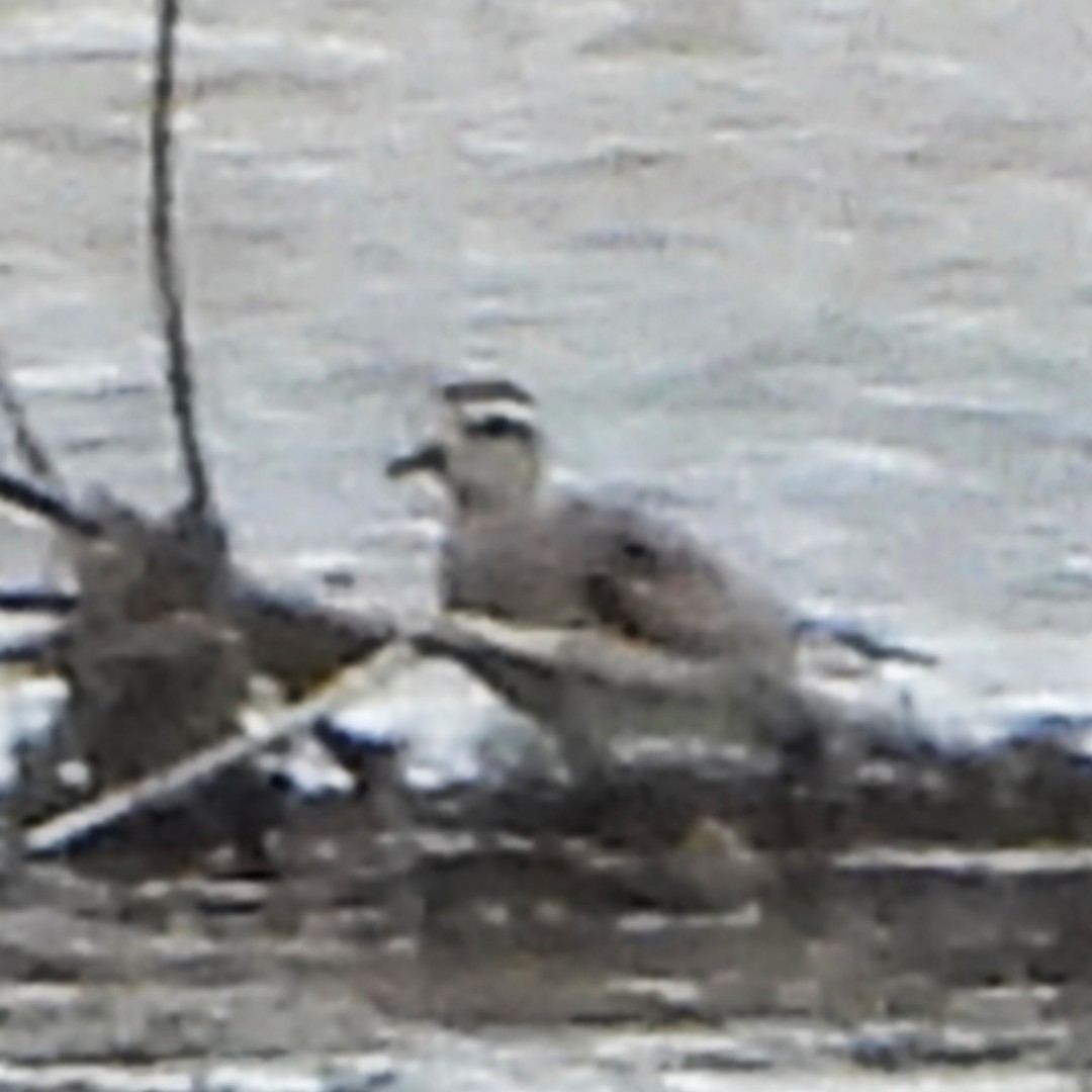 American Golden-Plover - ML632399257