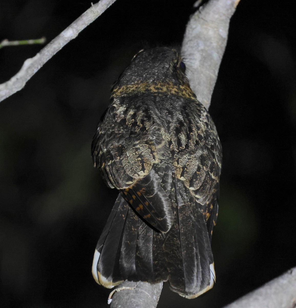 Tawny-collared Nightjar - ML632399439