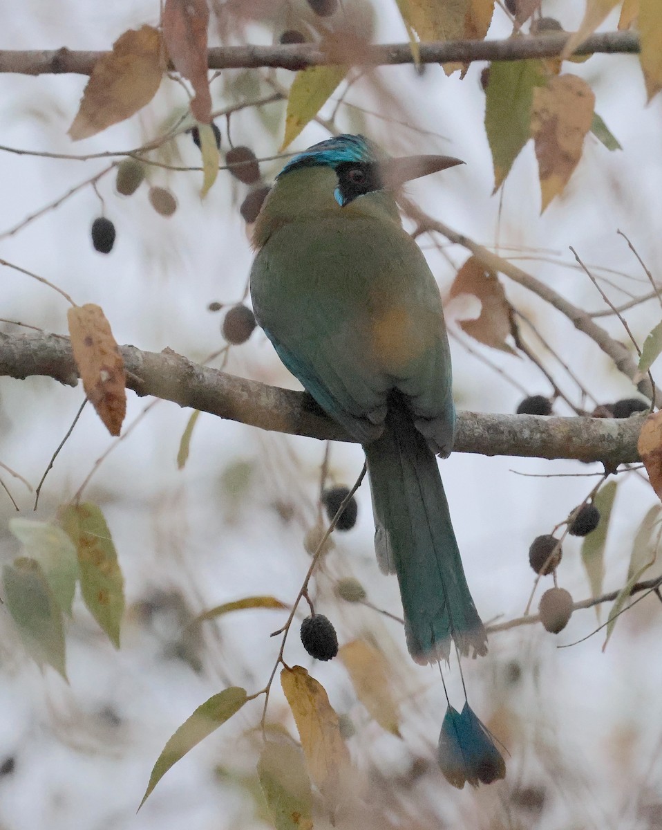 Blue-capped Motmot - ML632399584
