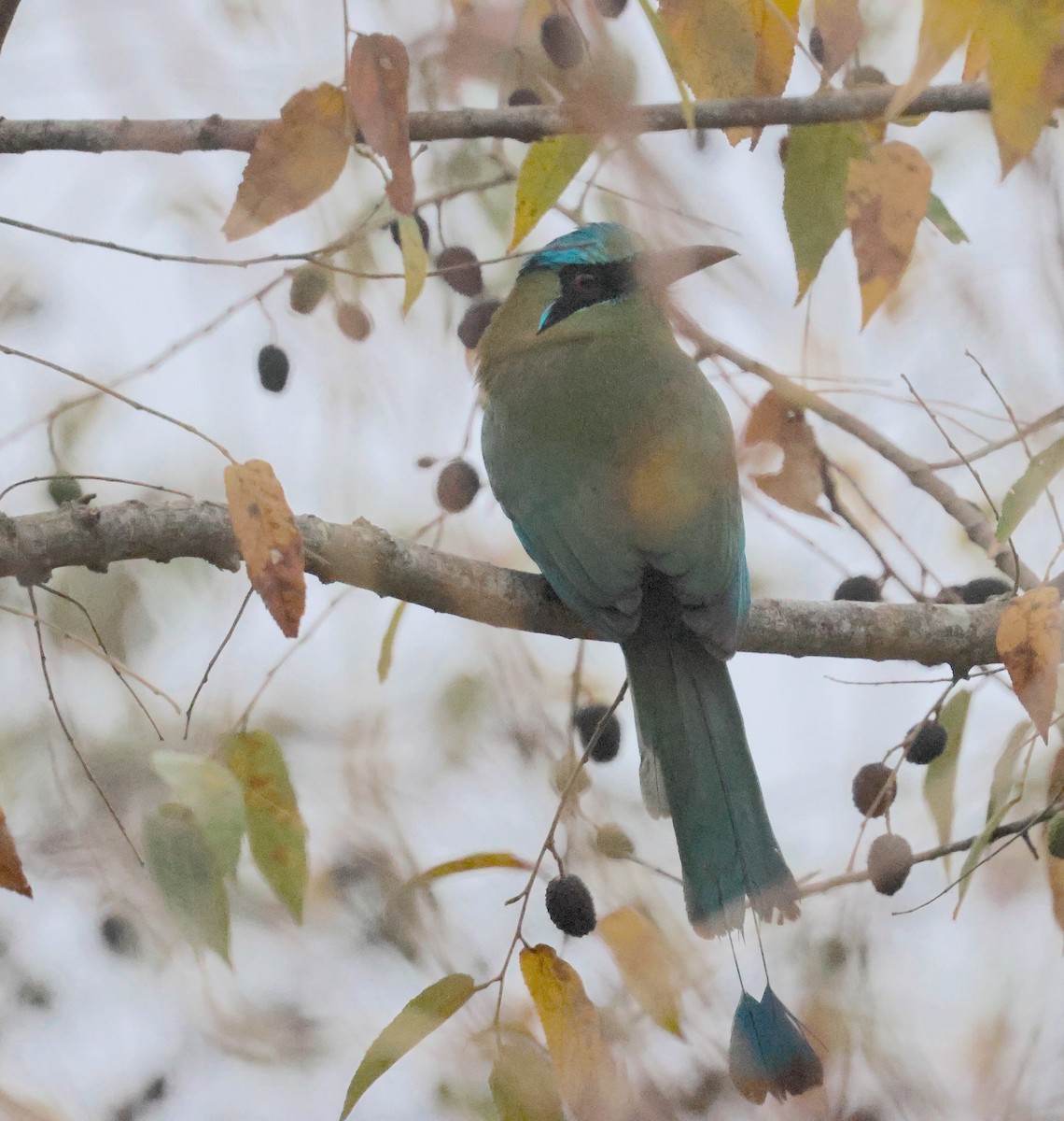 Blue-capped Motmot - ML632399586