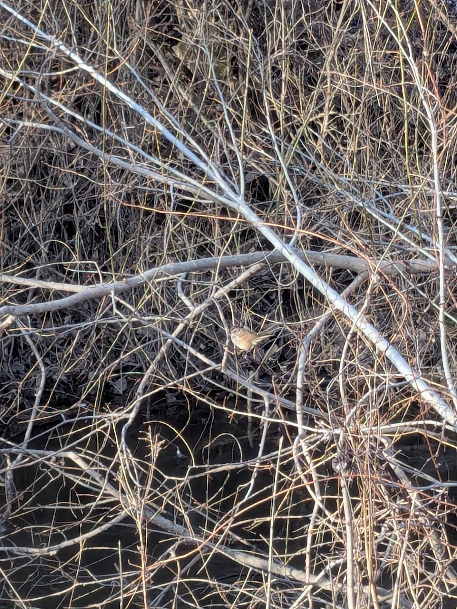 Swamp Sparrow - ML632400181