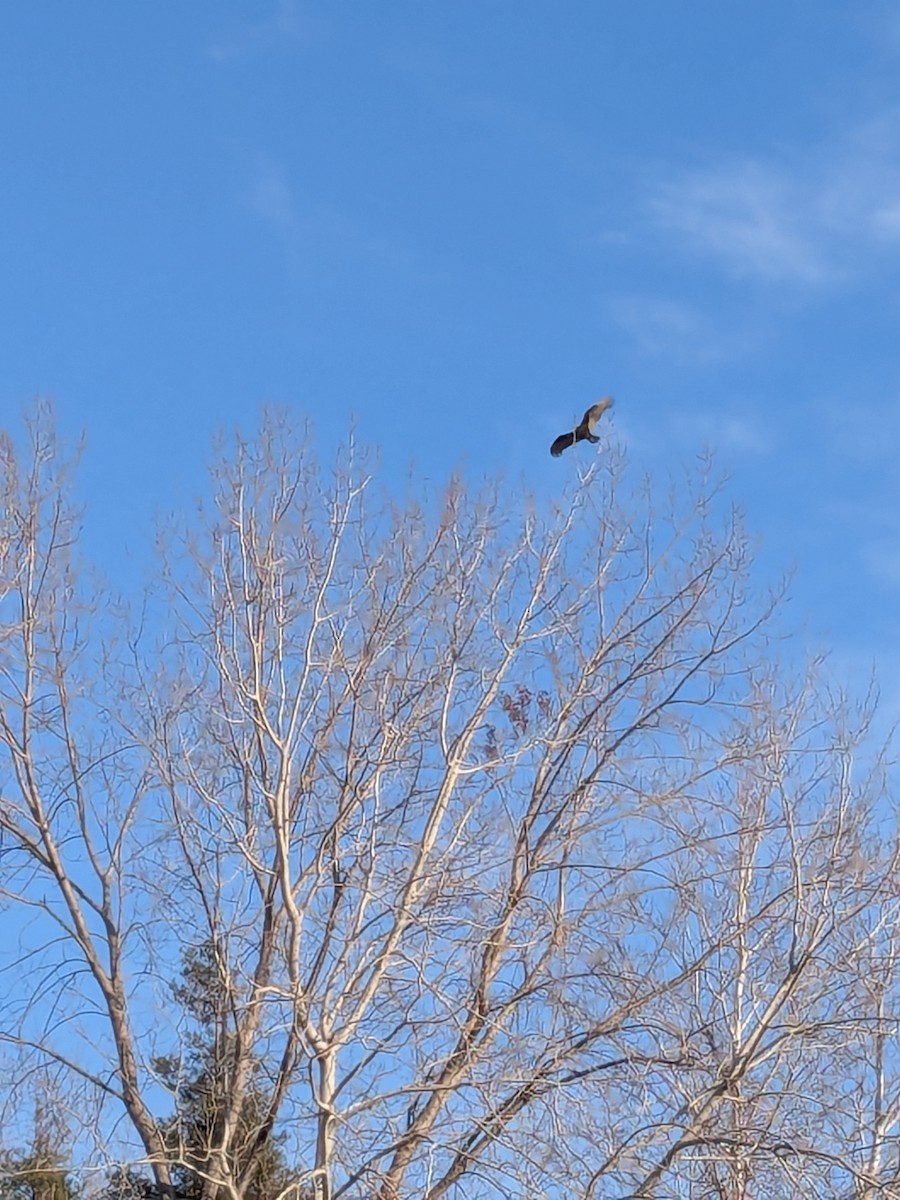 Turkey Vulture - ML632400229