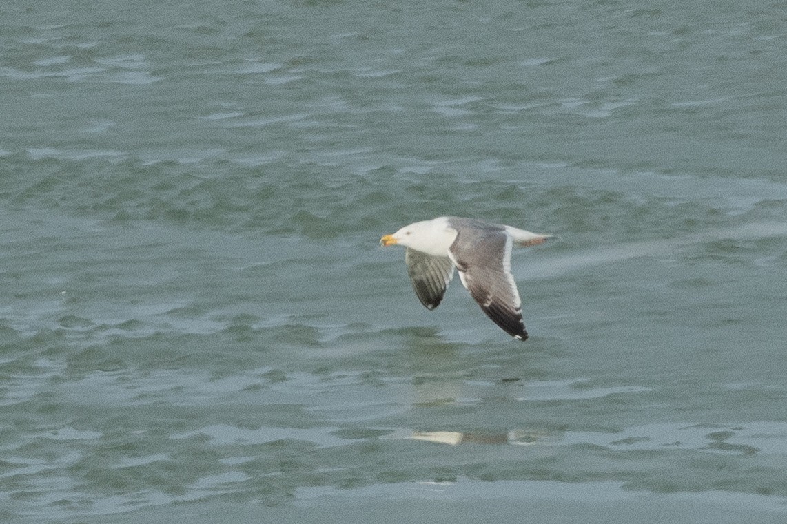 American Herring x Great Black-backed Gull (hybrid) - ML632400284