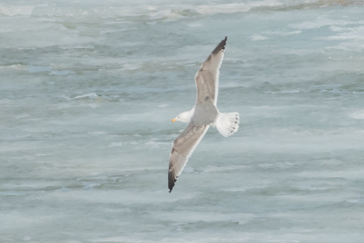 American Herring x Great Black-backed Gull (hybrid) - ML632400285
