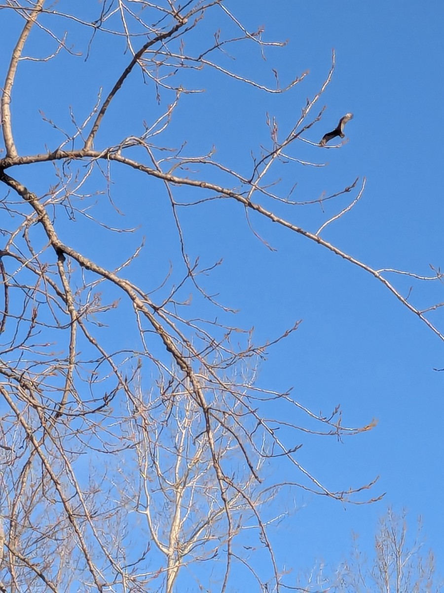 Turkey Vulture - ML632400297