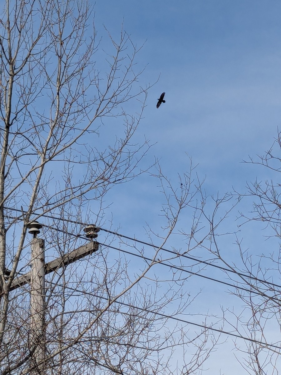 Common Raven - ML632400401