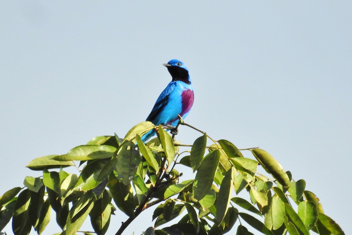 Lovely Cotinga - ML632400478