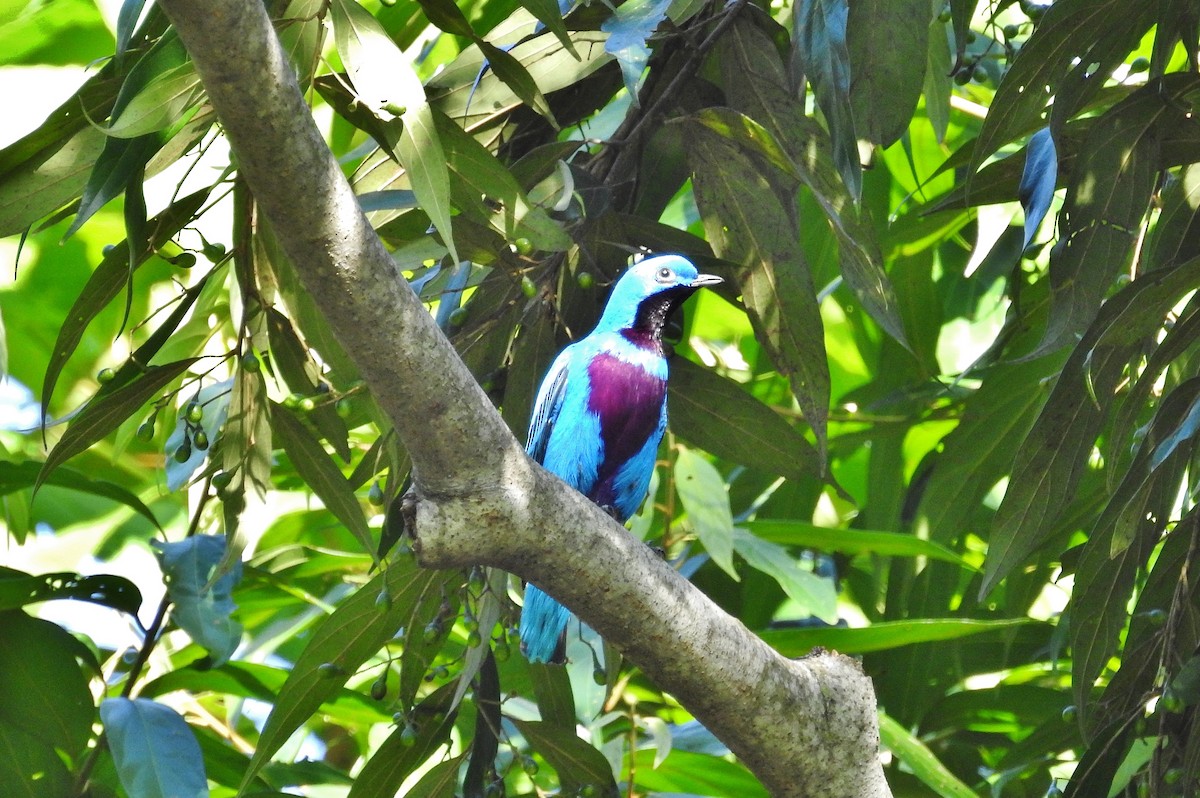 Lovely Cotinga - ML632400479