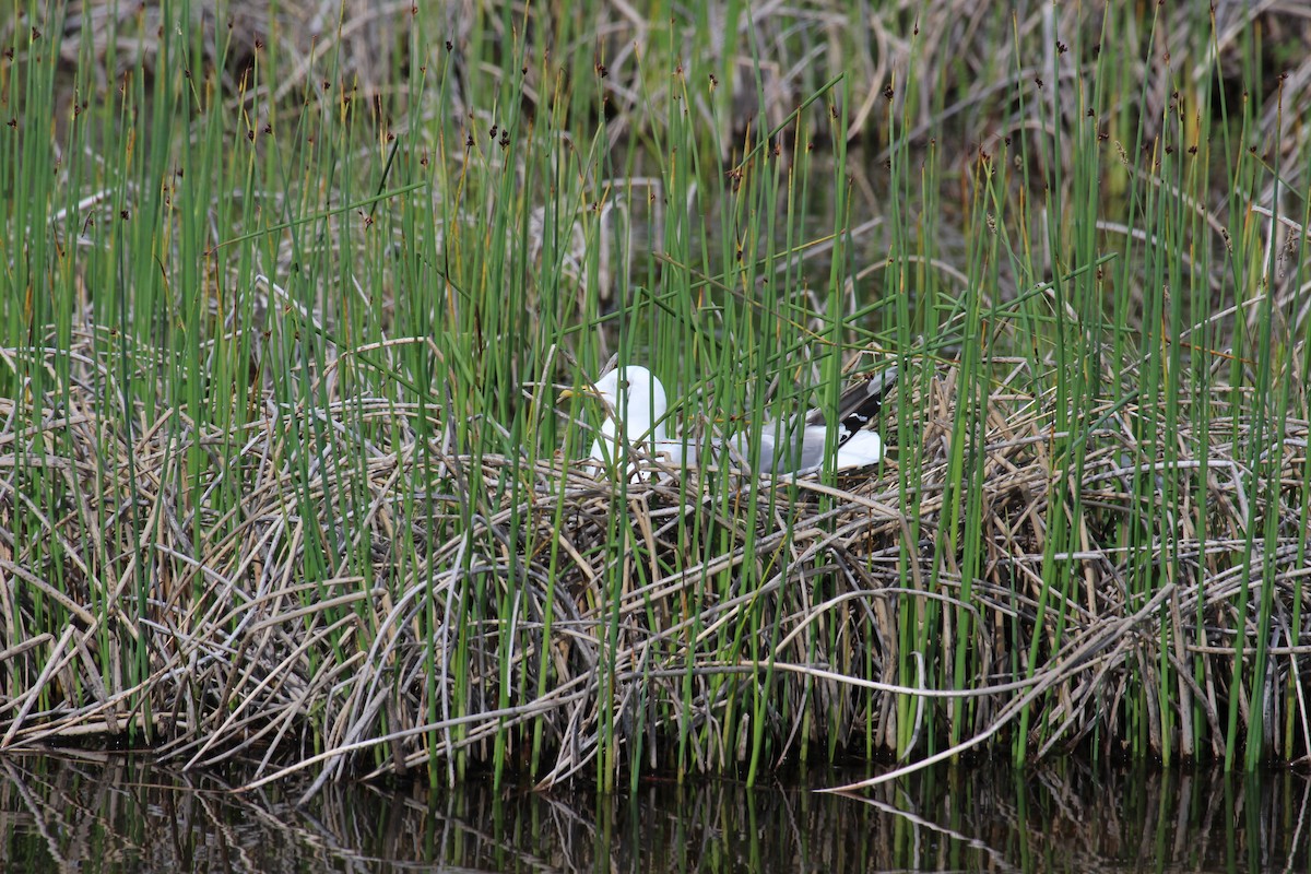 Short-billed Gull - ML632400527