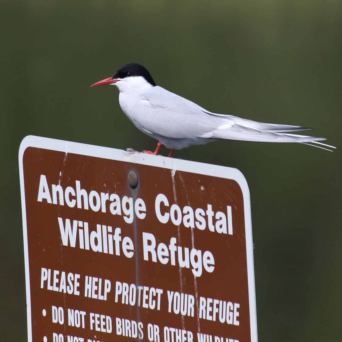 Arctic Tern - ML632400583
