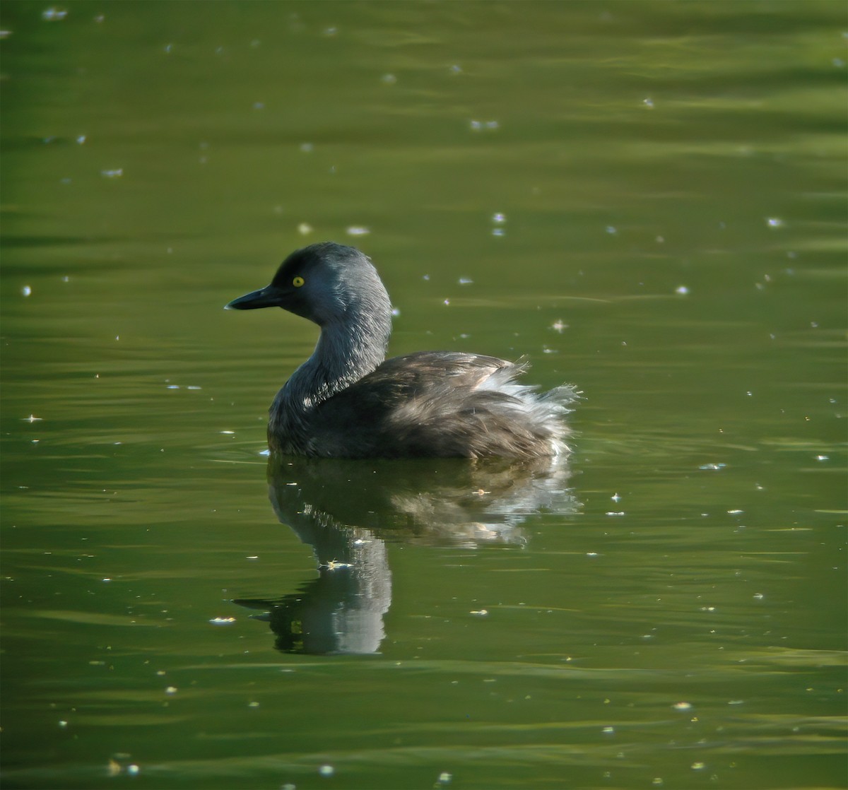 Least Grebe - ML632400623