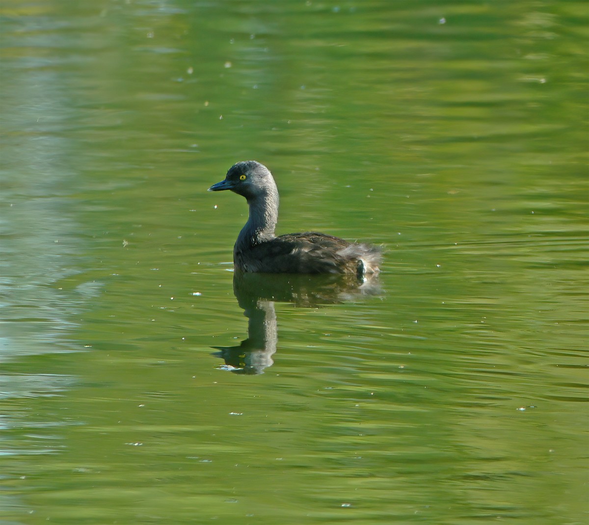 Least Grebe - ML632400624