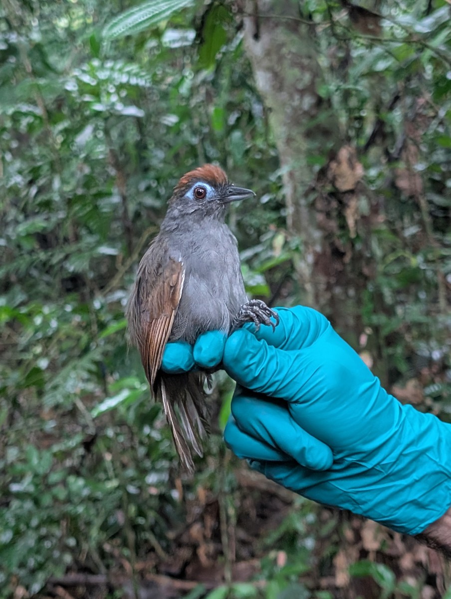 Sooty Antbird - ML632400629
