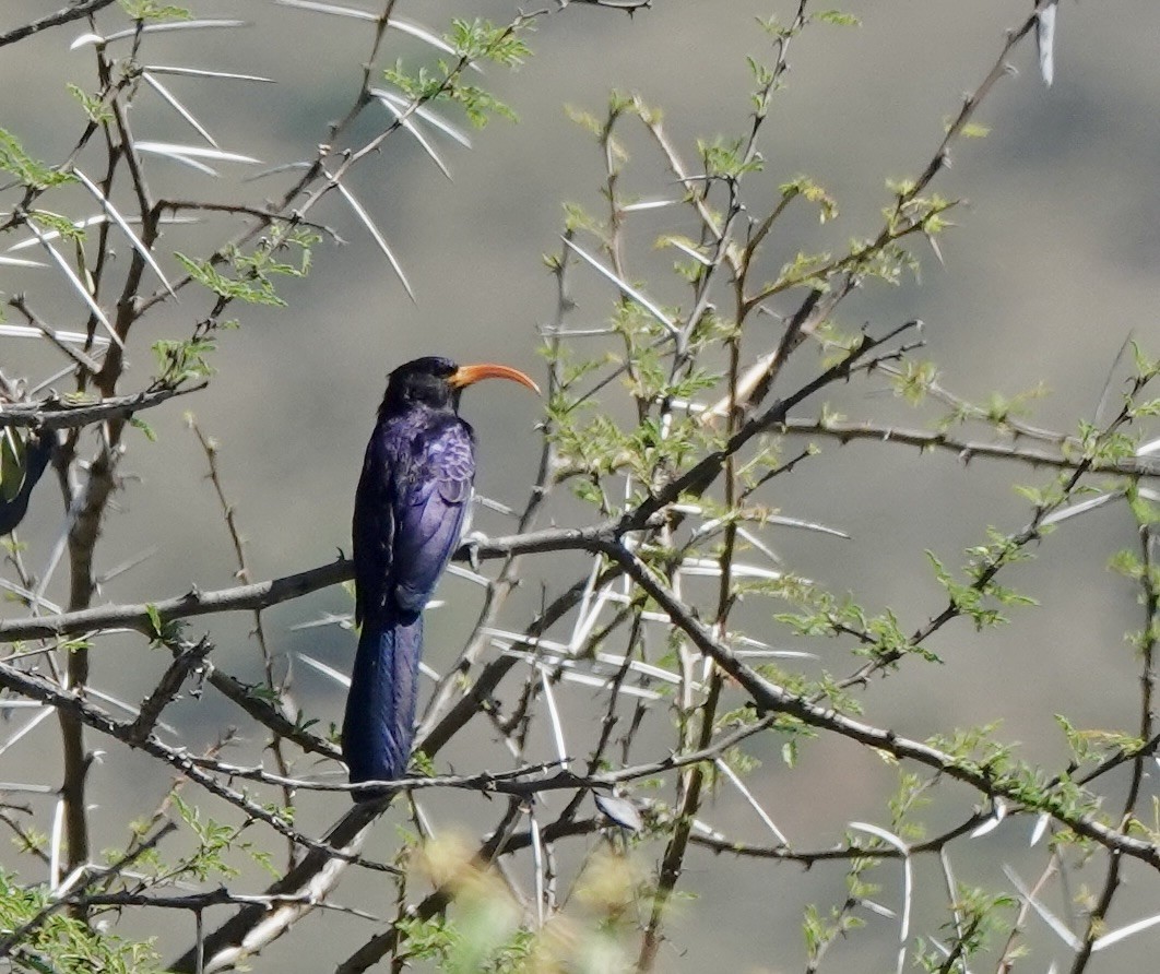 Abyssinian Scimitarbill - ML632400647