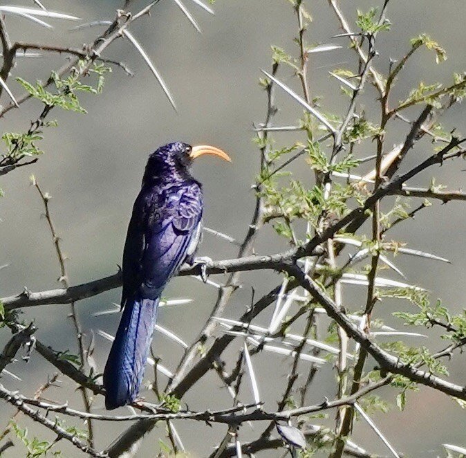 Abyssinian Scimitarbill - ML632400751