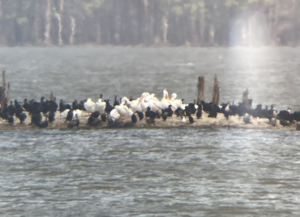 American White Pelican - ML632400806