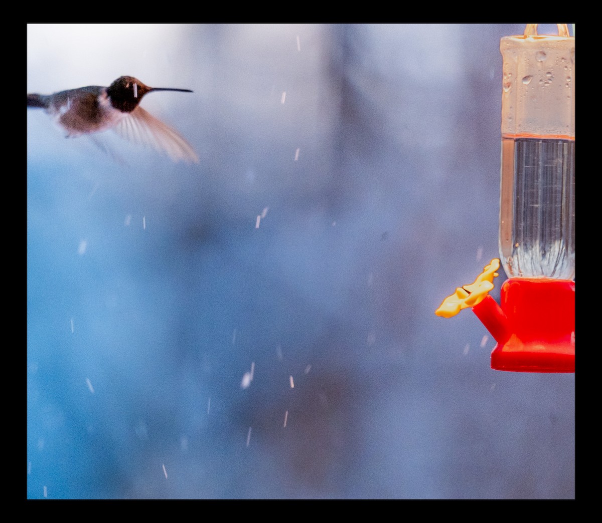 Black-chinned Hummingbird - ML632400881